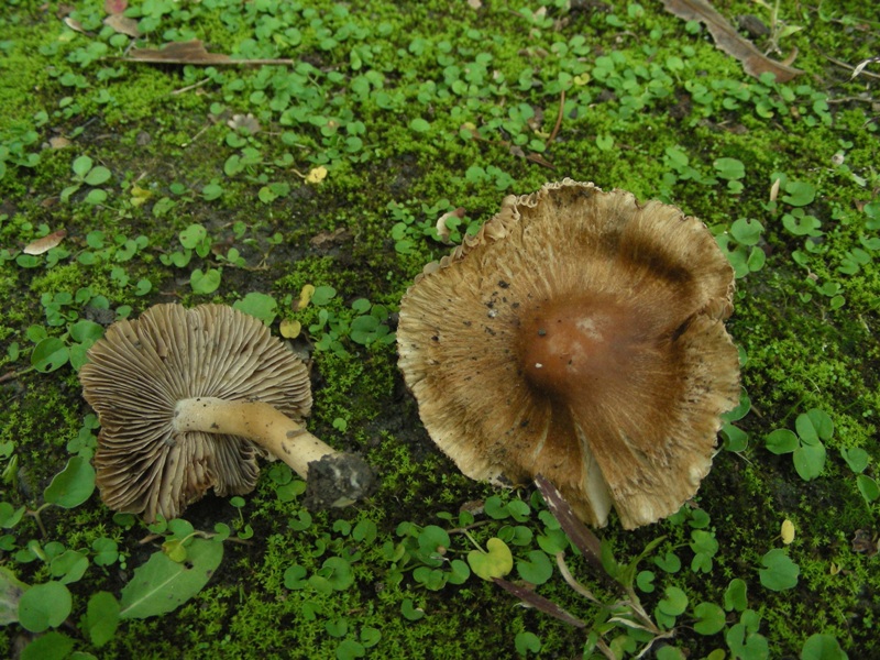 Giro nelle aiuole di medicina